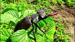 Жук Олень або рогач звичайний./Beetle deer. #ентомологія #комахи #жуки #природа #біологія