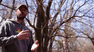 Osage orange identification, harvesting, and cutting for bow staves