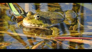 Жизненный цикл лягушки . Frog life cycle