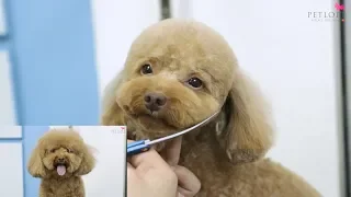 Toy poodle grooming - Summer cut for Brownie