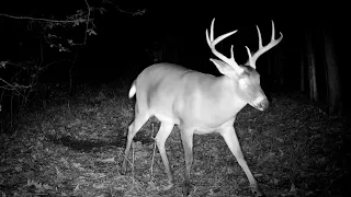 1 Hour of Whitetail Deer Scrape Trail Cam Videos