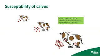 Managing calf scours this breeding season