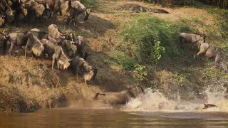 2022 Great Migration Mara River crossings Serengeti NOW ON!