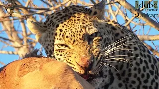 Watch This Male Leopard Feast On An Impala While Hyenas Circle Below!