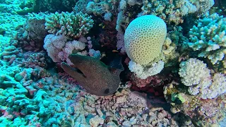 Diving Abu Dabbab Marsa Alam 4K HDR may 2024