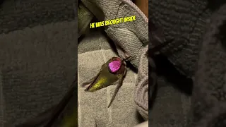 Frozen hummingbird set free by good samaritan 👏 #shorts