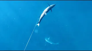Spearfishing Western Australia at its finest. unleashed_spearfishing