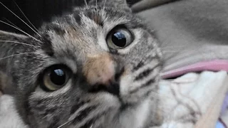 野良猫親子　真冬の猫ハウスに湯たんぽ配達