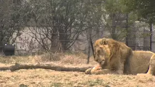 Live chicken thrown to lions at Yangcheng Safari Park