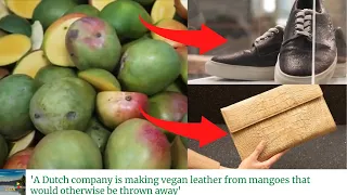 Green Innovation | Turning Mango Waste into Vegan Leather: Why Ethiopia should try it