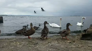 🇮🇪 MUTE SWANS🦢MALLARD DUCKS🦆GULLS🕊LOUGH NEAGH IRELAND💧#tranquility💧HELP site WATCH video🙏subscribe🙏