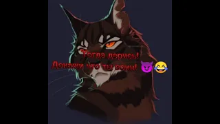 коты воители #бич и звездоцап 😈❤️