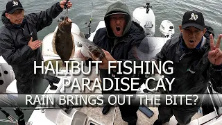 Halibut Fishing SF Bay Paradise Cay In the Rain Storm - Are We Insane?