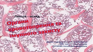 Лекція- огляд: Органи кровотворення та імунного захисту.