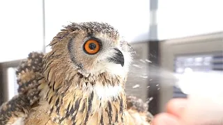 Owl enjoys stay home with his owner