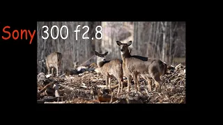 Sony 300 f2.8 - Walk & Talk Wildlife