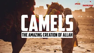 Ability Of Camels | - The Amazing Creature Of Allah | Islamic Knowledge Official