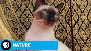 NATURE | The Story of Cats | Into the Americas | Preview | PBS