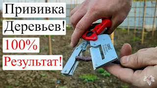 Как ПРИВИВАТЬ ПЛОДОВЫЕ Деревья / 100% Приживаемость!!!