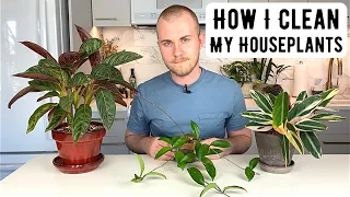 How I Clean My Houseplants & Deal With Plant Pests