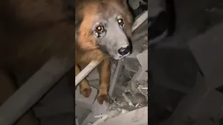 Пес плачет на руинах своего дома. Собаки вне политики?