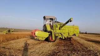 CLAAS Consul та Dominator 66 на збиранні сої.Злагоджена робота #claas