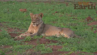 WildEarth - Sunrise - 01 December 2021