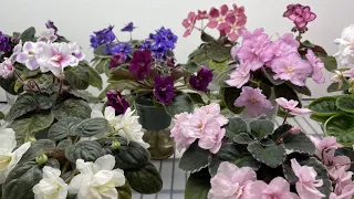 African Violets Blooming in October 2023 - Part 1 - Standards