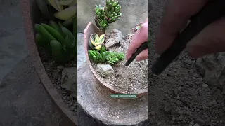 Beautiful succulents ideas | 多肉植物 | 다육이들 | Suculentas