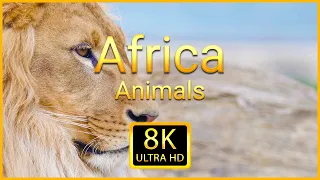 Wild Animals in 8K ULTRA HD - Collection of Beautiful Africa Wild Animals