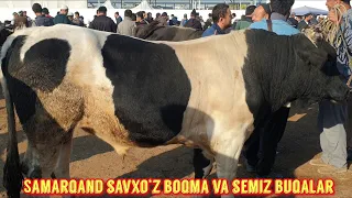 Samarqand Savxo‘z chorva bozori semiz va boqma buqalar. 22 10 2023.