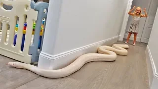 15 Foot Python Gets Loose In Our House.. (TERRIFYING)