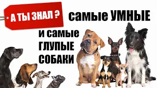 Самые УМНЫЕ и Самые ГЛУПЫЕ Породы СОБАК