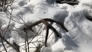 Shed Hunting BIG BUCKS 2021 - Stuck N The Rut