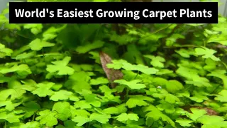Hydrocotyle Tripartita Mini -World's easiest growing carpet plants [2019]