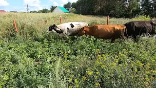Коровы ходят по  огороду и топчут все подряд