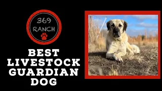 Anatolian Shepherd - The Best Livestock Guardian Dog  with 1000’s of Years of Breeding