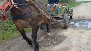 Суперова проба "кобили" Мая 🤞🦾/ Коні ваговози Коні в роботі...🔥🏆👍🐴🇺🇦