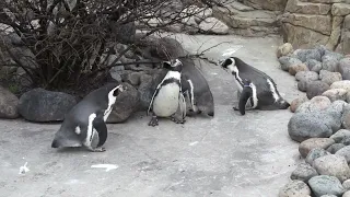 Пингвины Гумбольдта вышли из вольера в поисках веток для строительства гнезда.