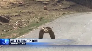 Marmots Duel