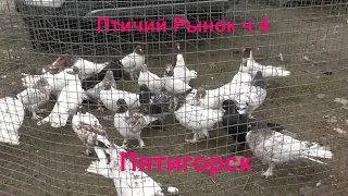 .The bird market in Pyatigorsk, part 4.