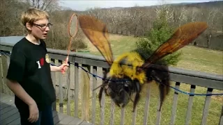 Carpenter Bee removal the fun way