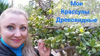 Мои Крассулы Древовидные🌳Коллекция #Крассула