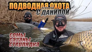 Подводная охота на протоках в январе! Сомы, сазаны и стерлядь.