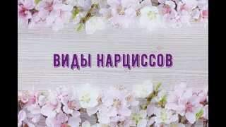 Виды нарциссов