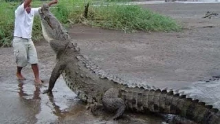 ► National Geographic Documentary - Super Crocodiles - Special Predator | HD
