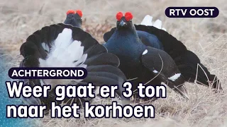 Korhoen sterft uit zonder onze hulp (en dat mag wettelijk niet) | RTV Oost