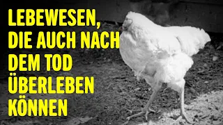 5 unglaubliche Tiere, die nach dem Tod leben können | Tierwelt