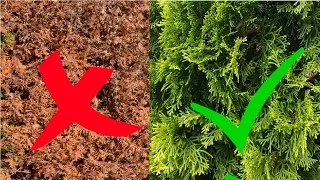 Thuja braune Stellen wieder grün bekommen – Lebensbaum / Koniferen retten – Tipps / Anleitung