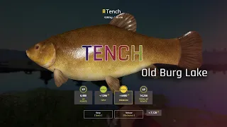 Russian Fishing 4 - RF4 | Tench | Old Burg Lake